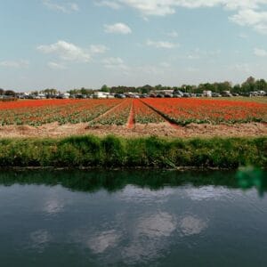 Tulipanes en Holanda